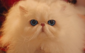 Jess Glynne - This Christmas(WEB-1080P-152M)