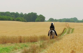 Anne-Marie, Shania Twain - UNHEALTHY (WEB-127M)